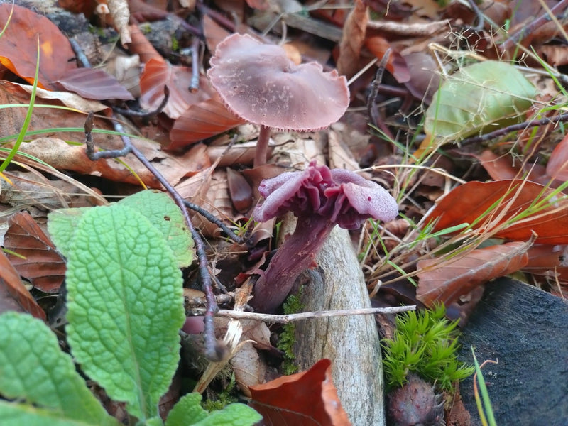 Imbuto laccato ametista — Bild 1