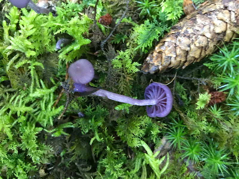 Diversi corpi fruttiferi viola di Laccaria amethystina crescono su un terreno boscoso muschioso. Accanto ai funghi c'è una pigna.