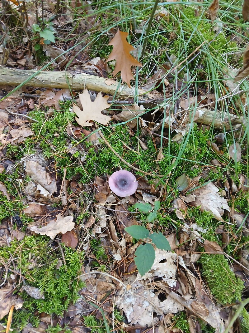 Un cappello viola di laccaria ametistina cresce tra muschio, erba e foglie secche di quercia sul terreno boschivo.