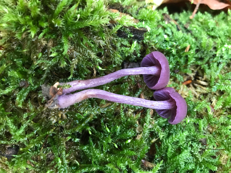 Due corpi fruttiferi viola di Laccaria amethystina sono adagiati su muschio verde. Le lamelle e i gambi sono chiaramente visibili.