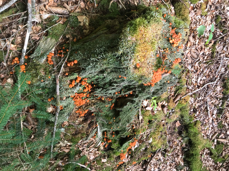 Imbuto laccato ametista — foto 2 di 15