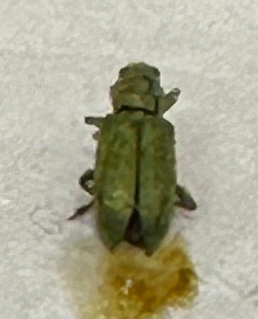 Scarabeo delle foglie di bacino — Bild 3