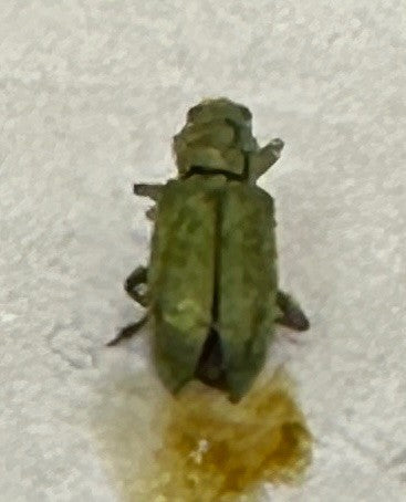 Scarabeo delle foglie di bacino — Bild 2
