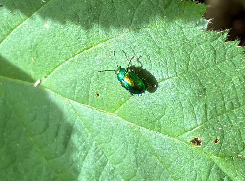Scarabeo delle foglie di bacino — Bild 1