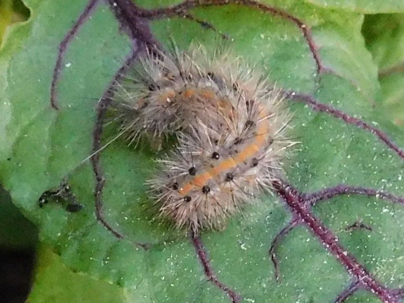Ampfer-Rindeneule — Bild 1