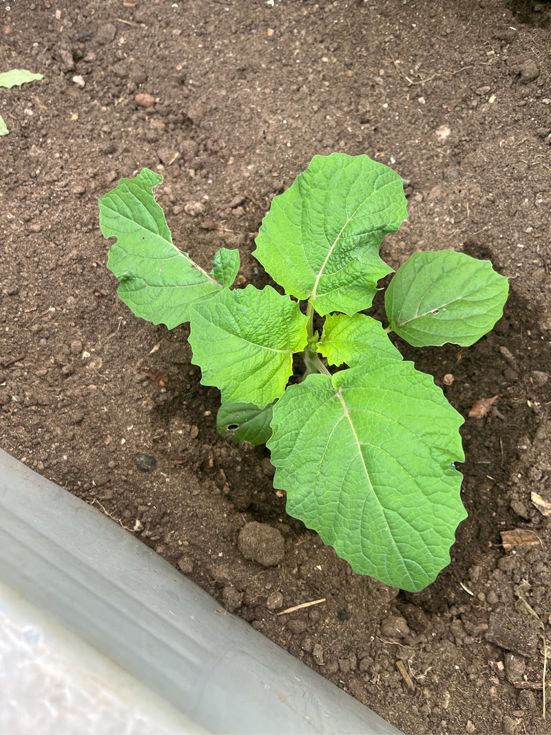L'immagine mostra una giovane pianta di Physalis con foglie verdi fresche che cresce in terreno scuro. La prospettiva dall'alto cattura la piantina nel suo a...