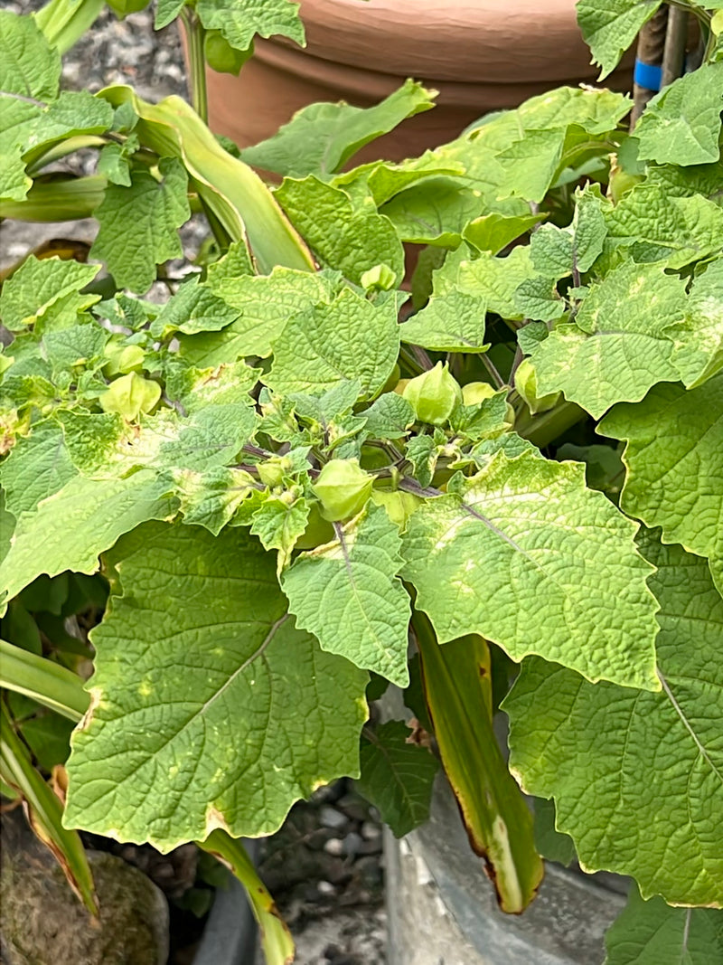 L'immagine mostra una pianta di Physalis sana con le sue caratteristiche foglie dentate e i fiori a lanterna in via di sviluppo. Lo scatto mostra la pianta d...