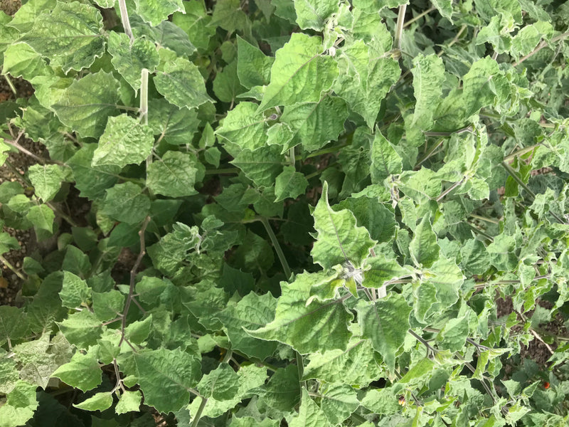 È visibile una pianta di Physalis sana con numerose foglie verdi. Lo scatto mostra la pianta dall'alto nel suo ambiente naturale.