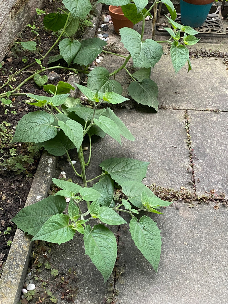 Una giovane pianta di Physalis cresce lungo il bordo di un'aiuola accanto a lastre di pietra.