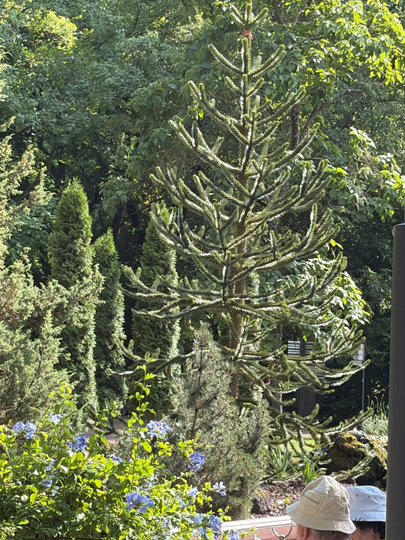 Abete andino — foto 1 di 7