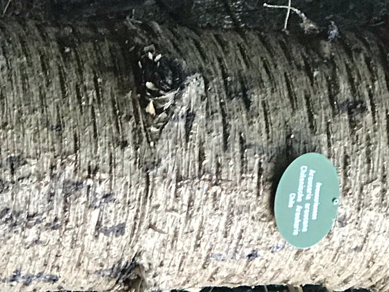 Abete andino — foto 3 di 7