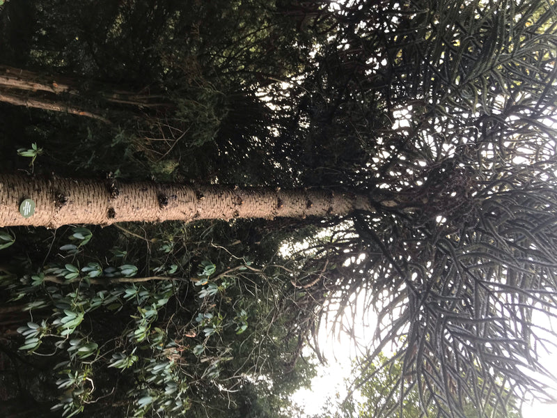 Abete andino — foto 4 di 7