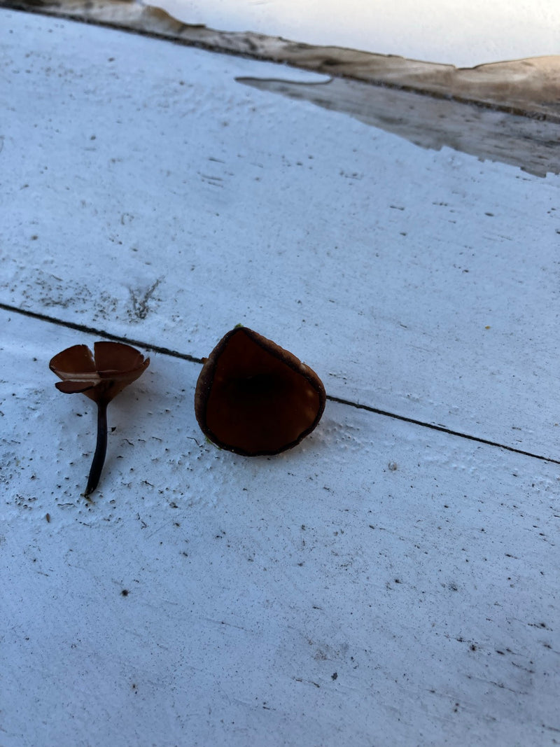 Coppa di anemone — Bild 2