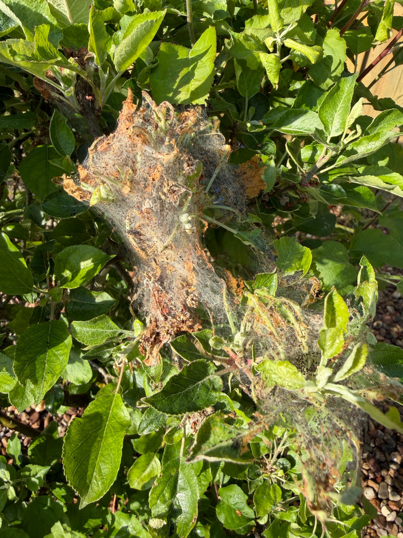 Falena web del melo — Bild 1