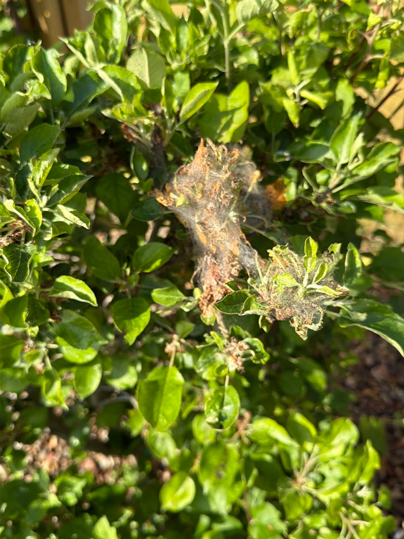 Falena web del melo — Bild 1