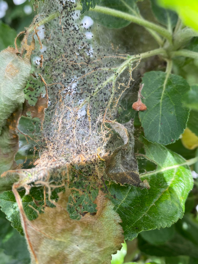 Falena web del melo — Bild 3