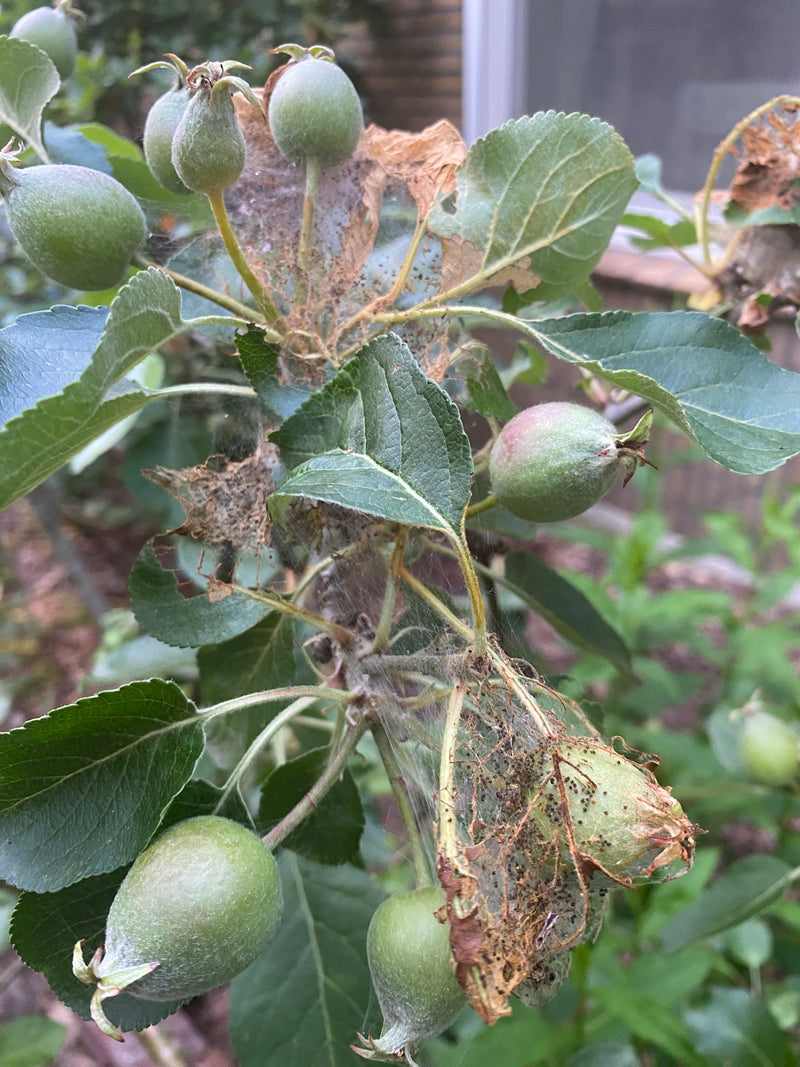 Falena web del melo — Bild 4