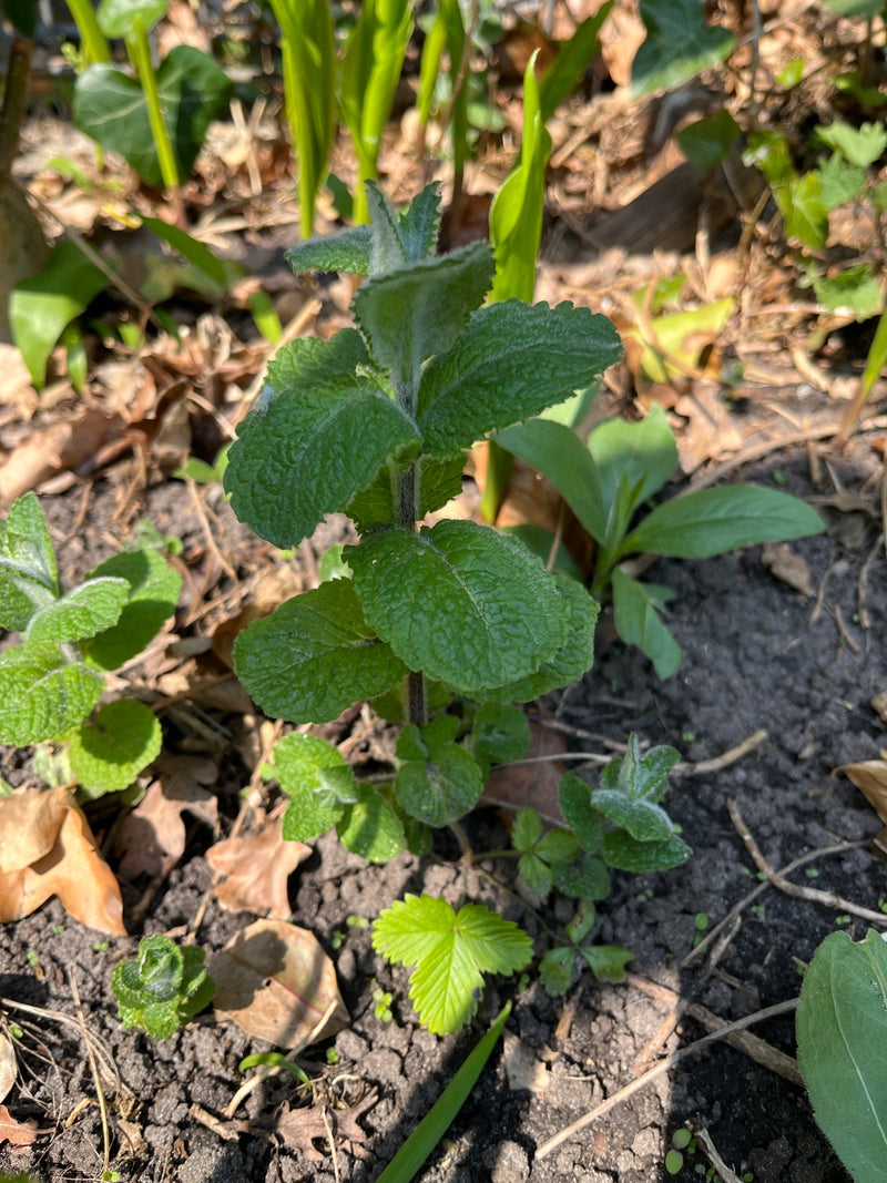 Menta mela — Bild 1