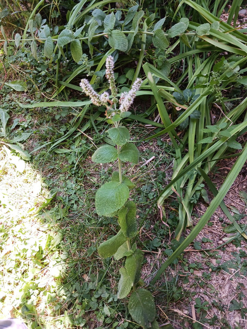 Menta mela — foto 1 di 10