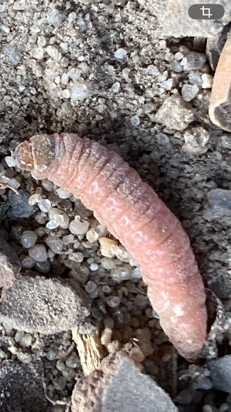 Primo piano di un bruco rossastro di carpocapsa del melo (Cydia pomonella) su un terreno sabbioso.