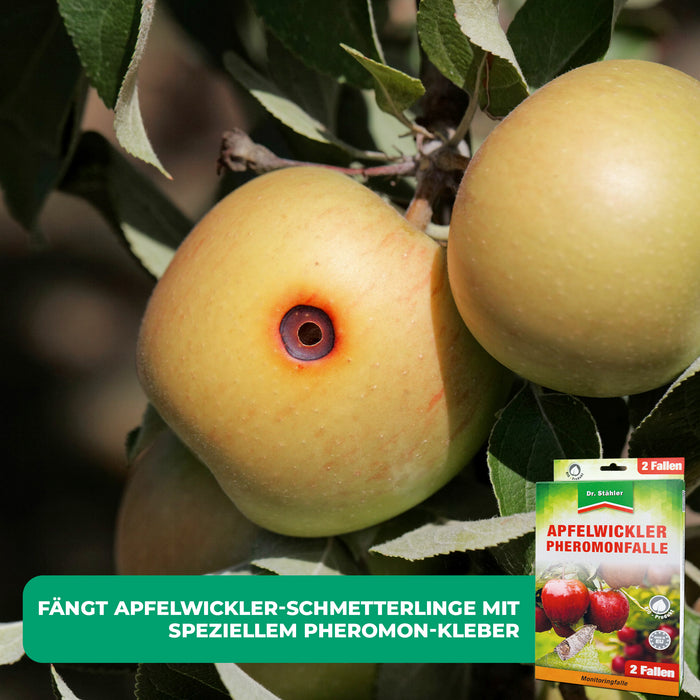 Trappola a feromoni per carpocapsa: protezione efficace per gli alberi da frutto