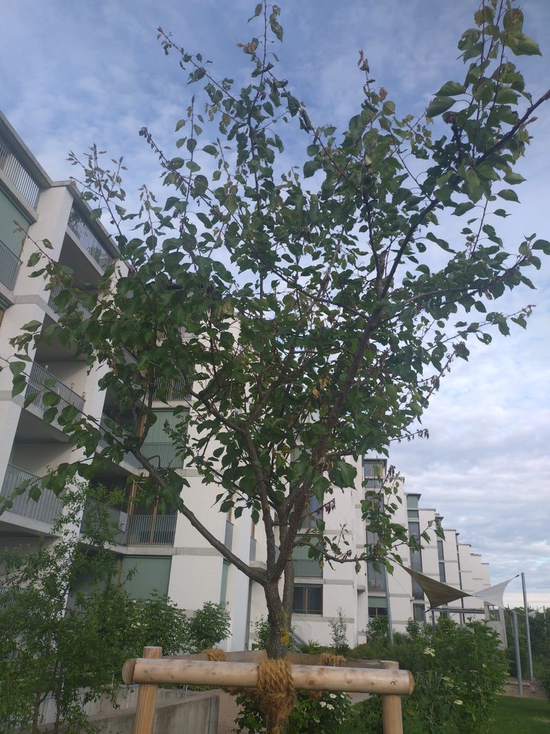 albicocca — Bild 1
