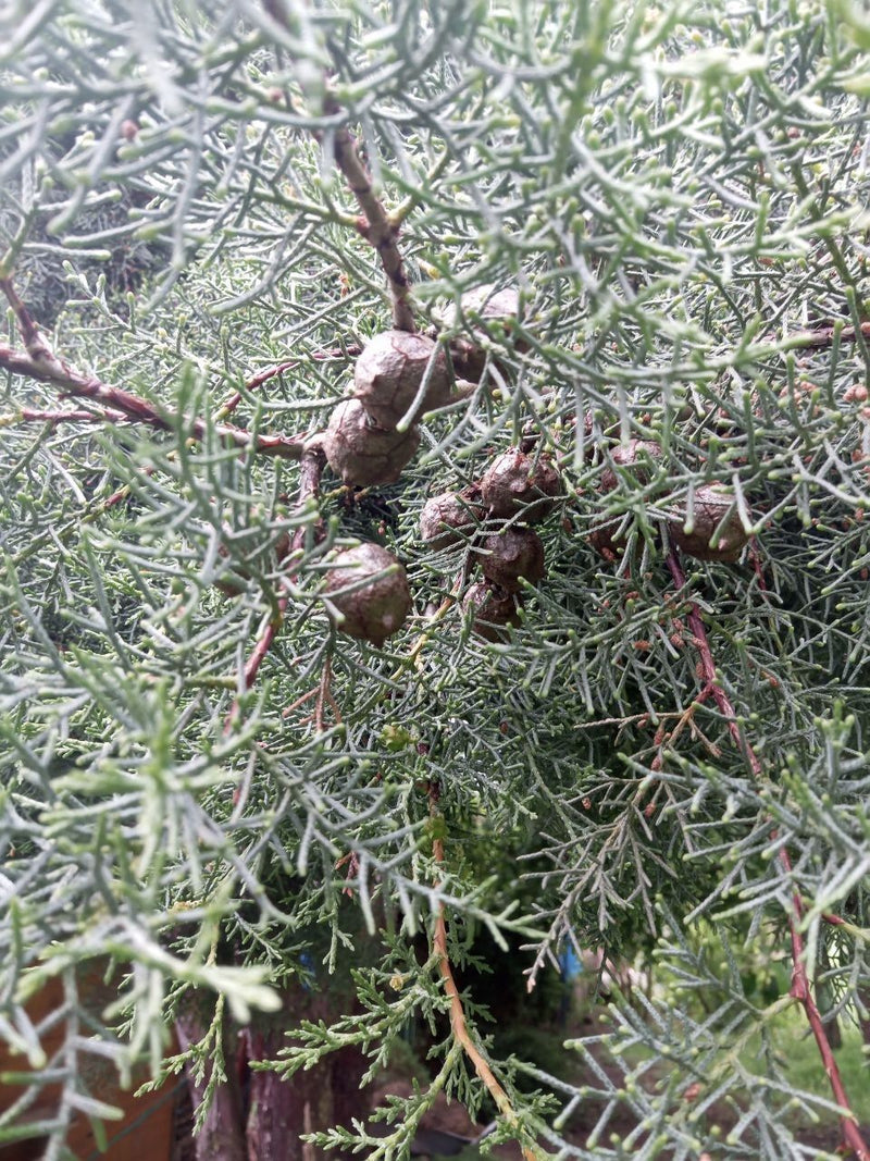 Cipresso dell'Arizona — Bild 1