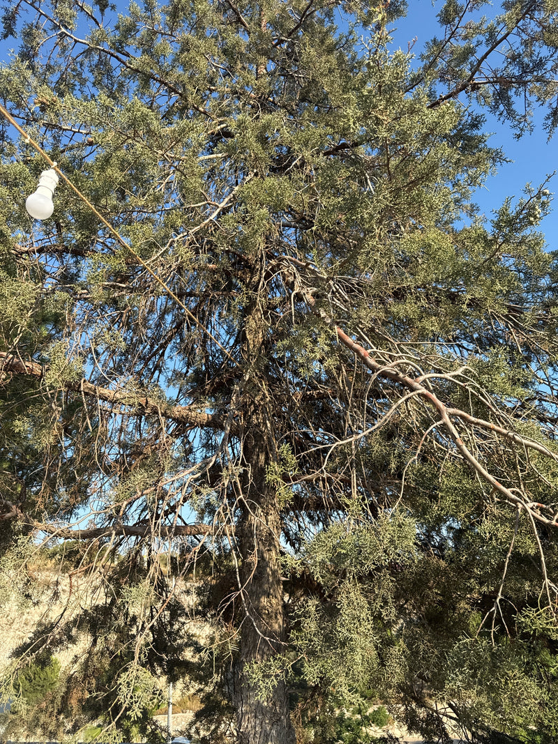 È visibile un cipresso dell'Arizona adulto con il suo tronco ramificato e le tipiche foglie squamiformi su uno sfondo di cielo azzurro.