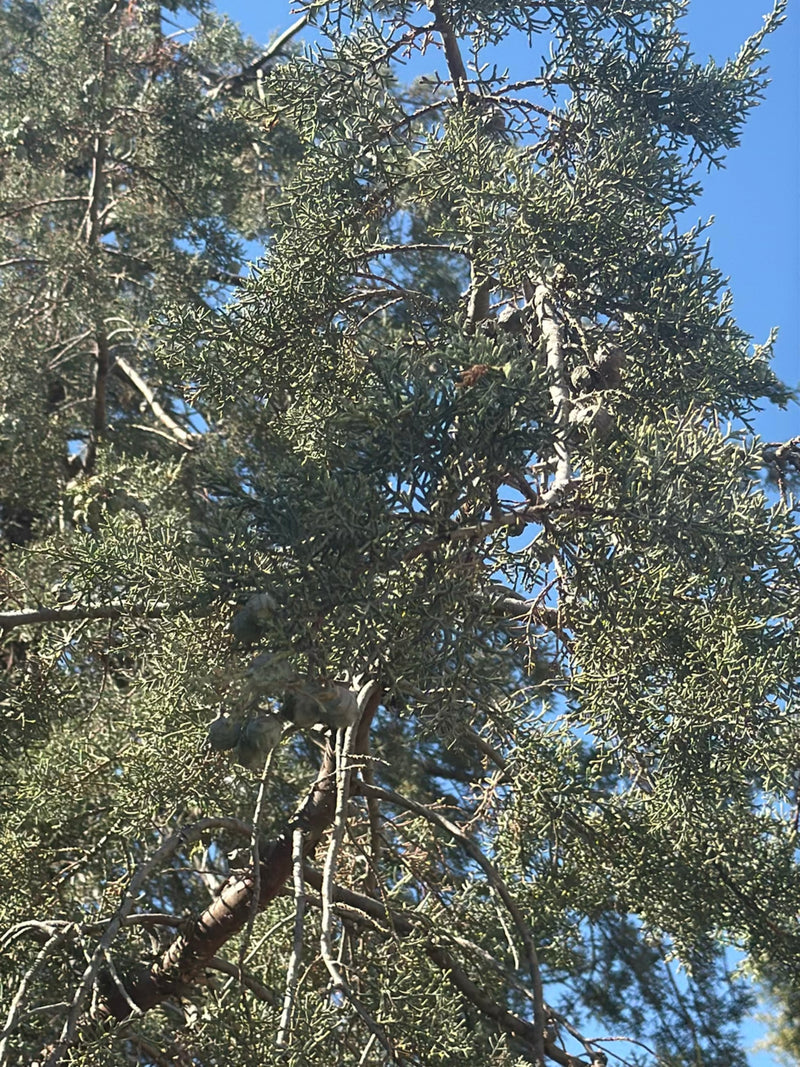 Sono visibili i rami fittamente ramificati e i coni di un cipresso dell'Arizona su uno sfondo di cielo azzurro. La caratteristica struttura degli aghi è chia...