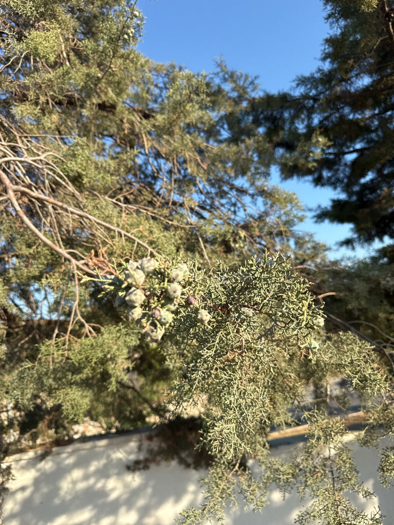 L'immagine mostra una sezione dettagliata di un ramo di cipresso dell'Arizona con foglie squamiformi grigio-verdi e piccoli coni. Sfondo di cielo azzurro.