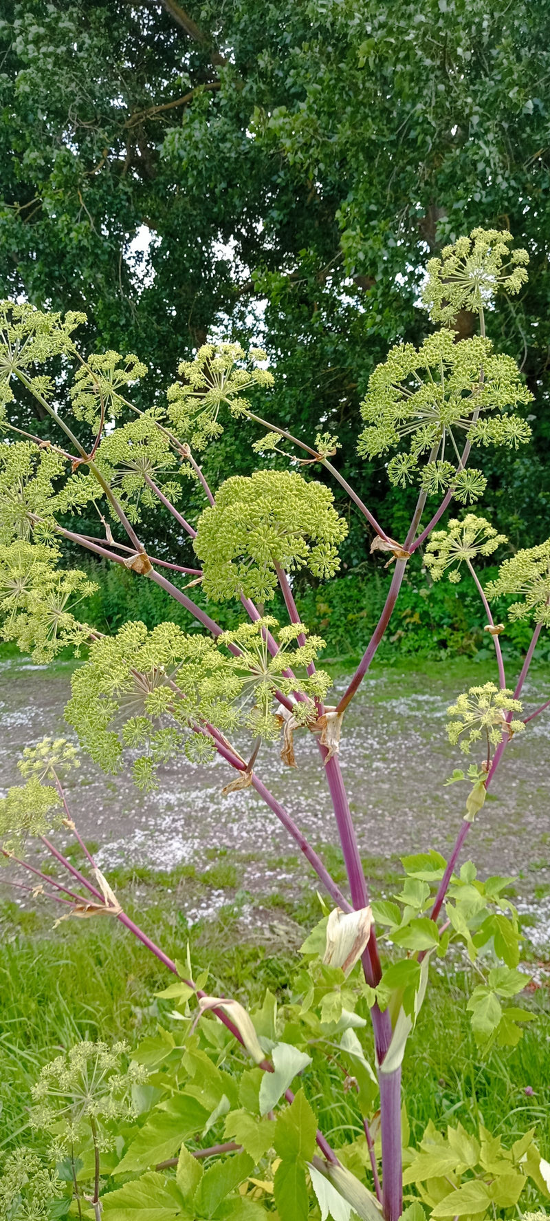 Angelica — Bild 1