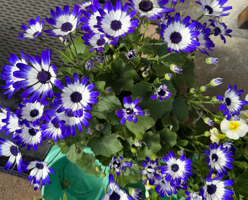 Cinderflower — Bild 1