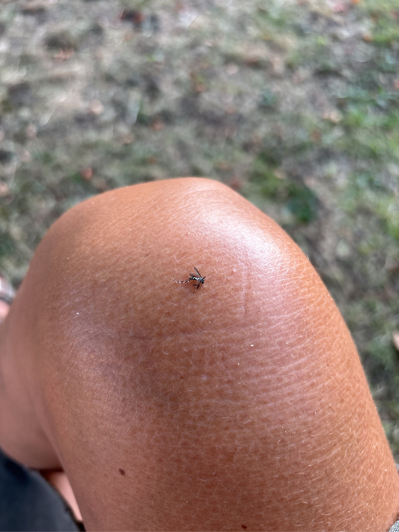 Una zanzara tigre asiatica riposa sulla pelle umana. Sono chiaramente visibili i caratteristici motivi bianchi e neri sulle zampe e sul corpo.