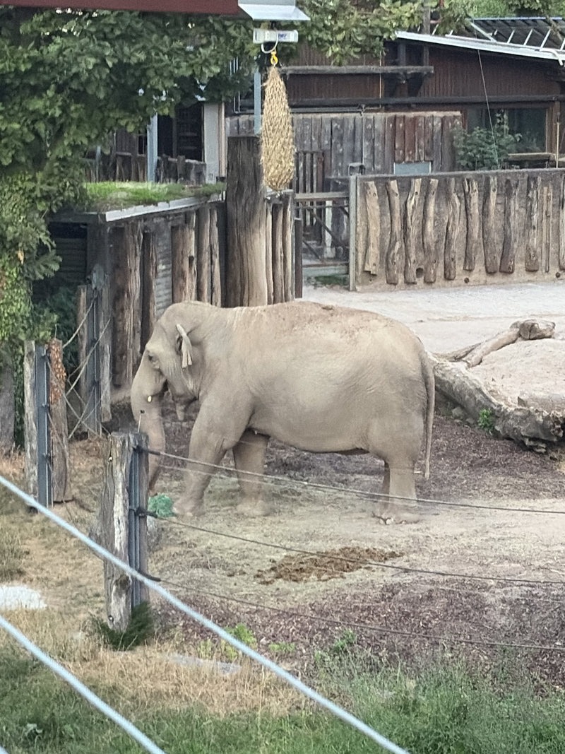Elefante asiatico — Bild 1
