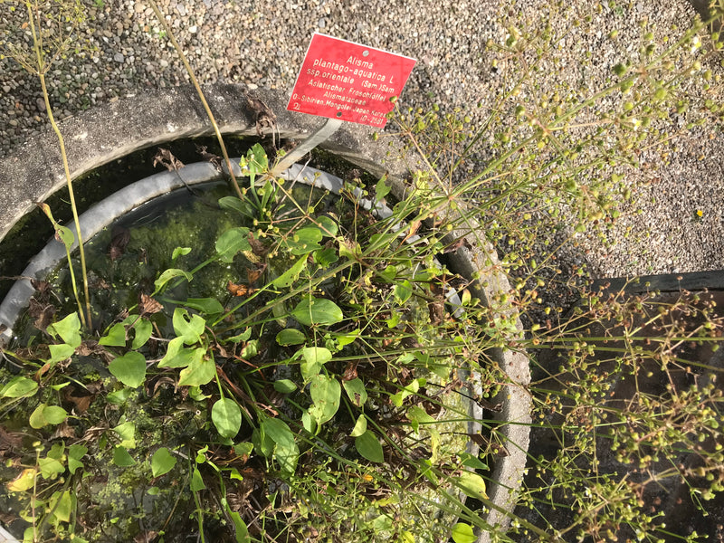 Asiatischer Froschlöffel — foto 1 di 1