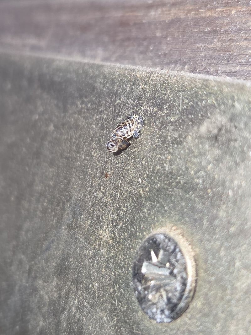 La larva caratteristicamente maculata di una coccinella asiatica riposa su una superficie metallica. L'insetto è immobile sul substrato.