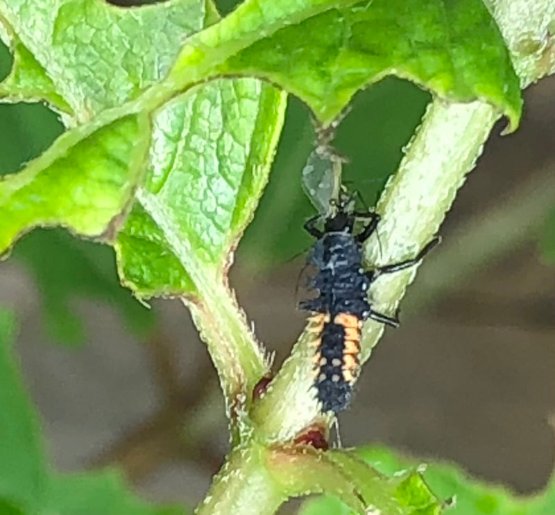 Si vede la larva di una coccinella asiatica che si arrampica su una pianta verde. L'insetto è scuro con evidenti segni arancioni.