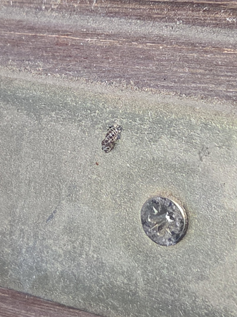 Una coccinella asiatica siede su una superficie metallica accanto a una vite. L'insetto è molto piccolo e fotografato da lontano.
