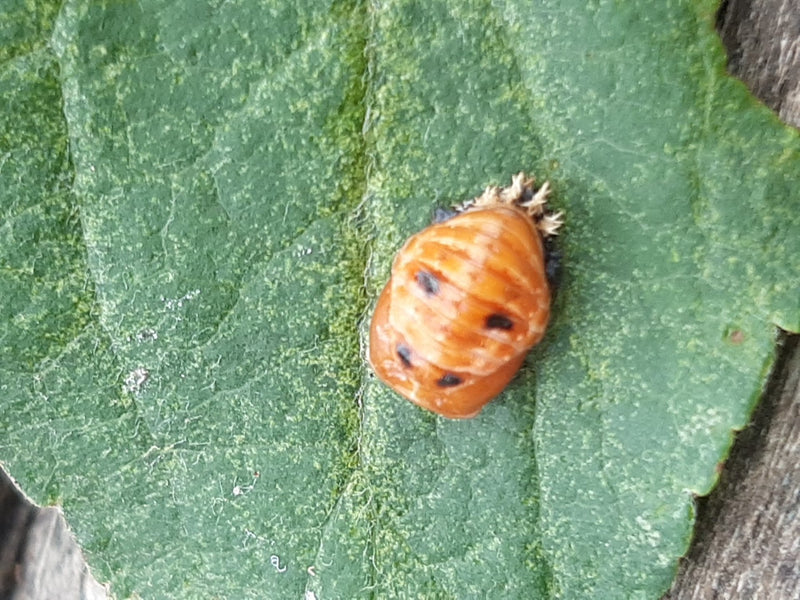 La pupa di una coccinella asiatica riposa su una foglia verde. Questo stadio arancione mostra caratteristiche macchie scure.