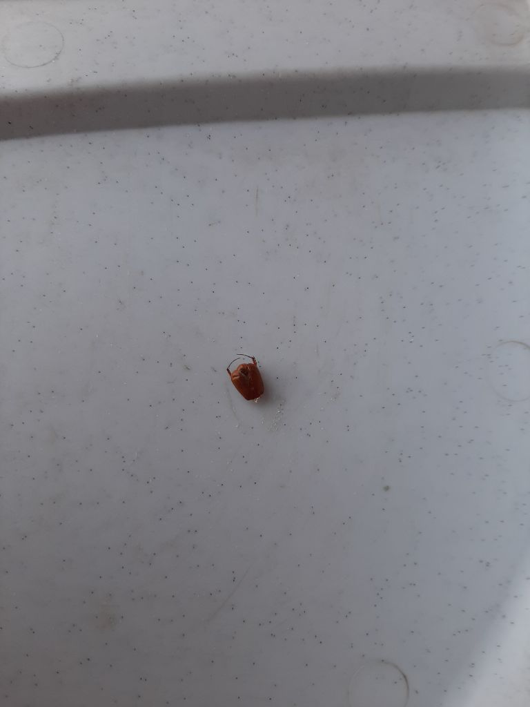 cacciatore di pidocchi — Bild 1