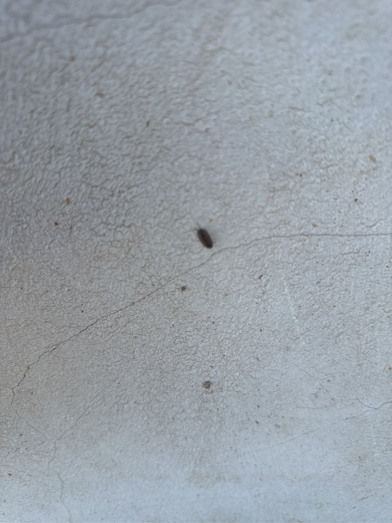 woodlice — Bild 1