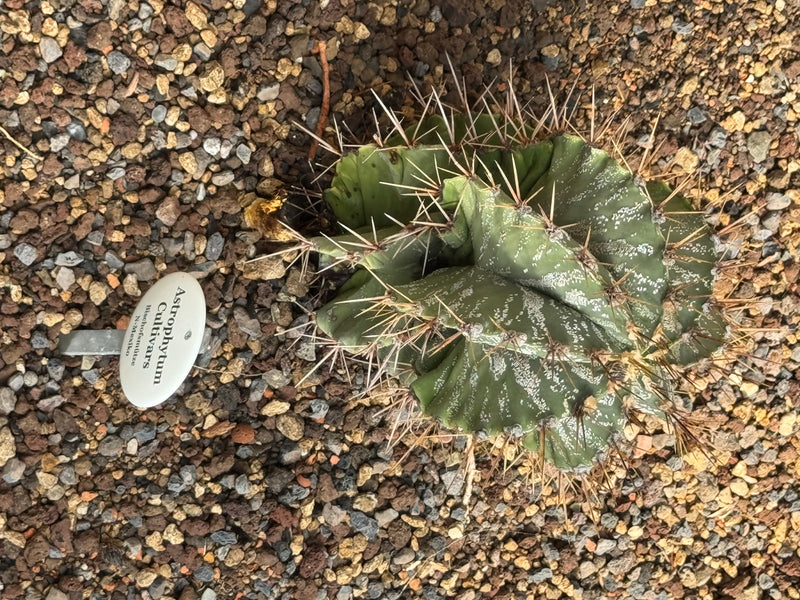 Astrophytum-Cultivar (Bischofsmütze) — foto 1 di 1