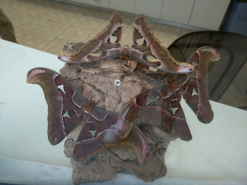 Filatore dell'Atlante — Bild 1