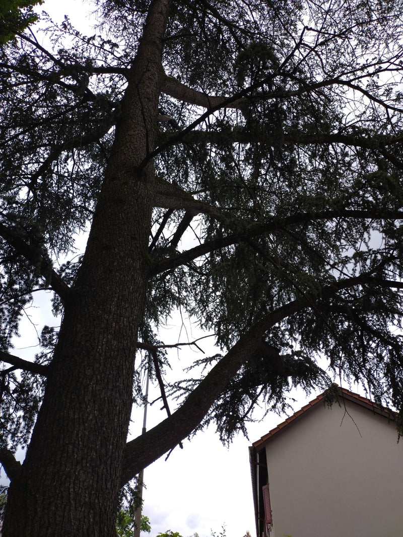 Cedro dell'Atlante — Bild 2