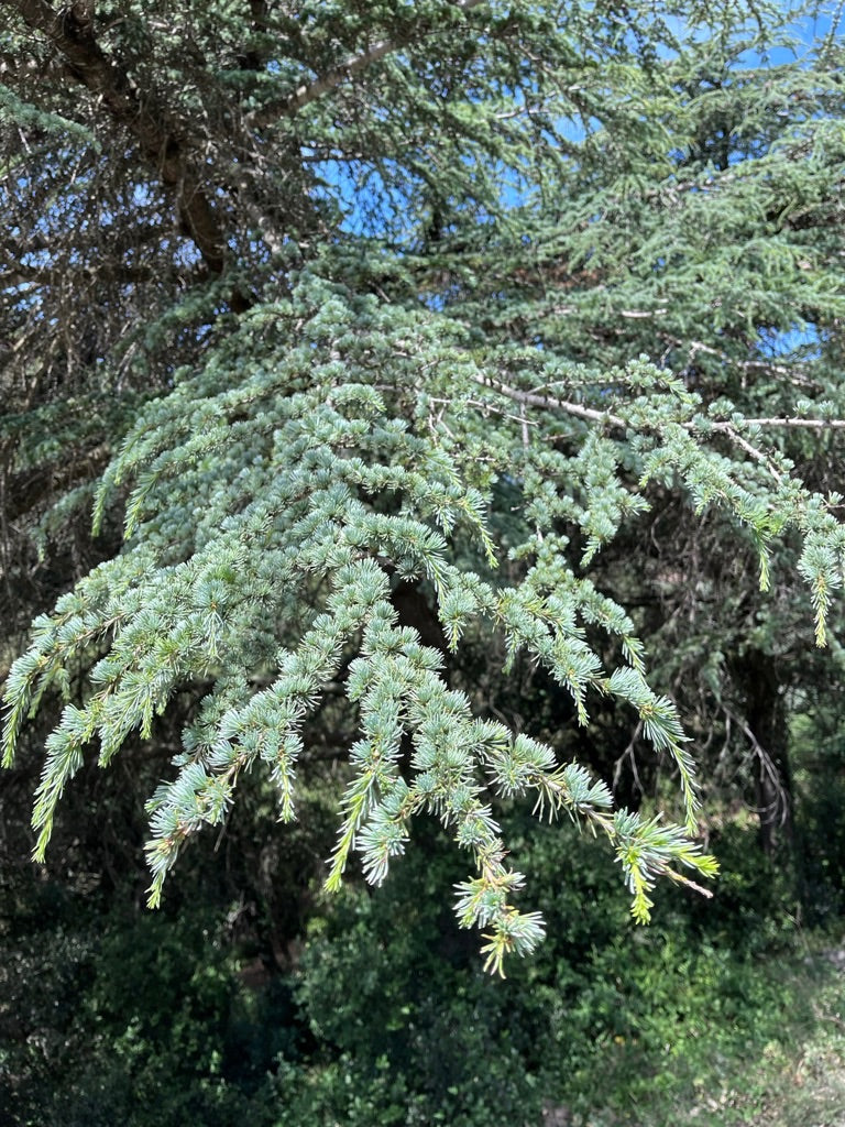 Cedro dell'Atlante — Bild 1
