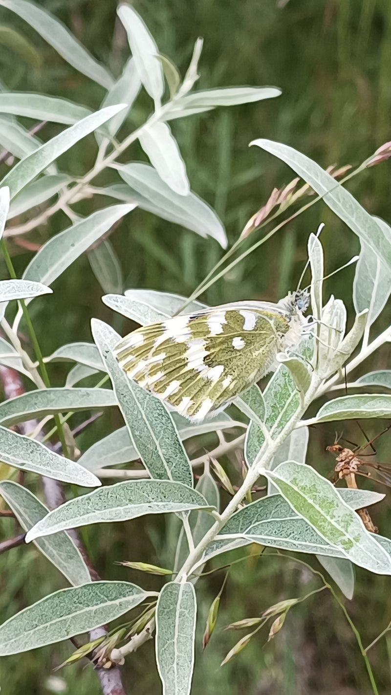 Farfalla dell'aurora — foto 1 di 2