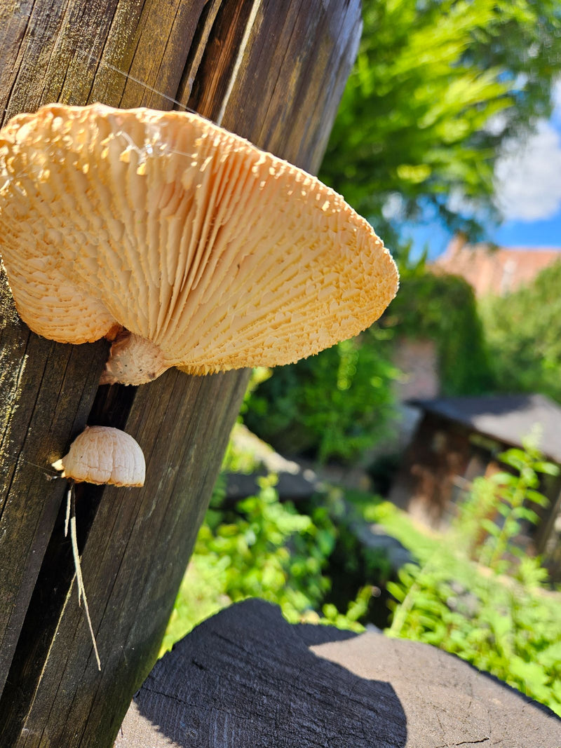 Fungo ostrica — Bild 1