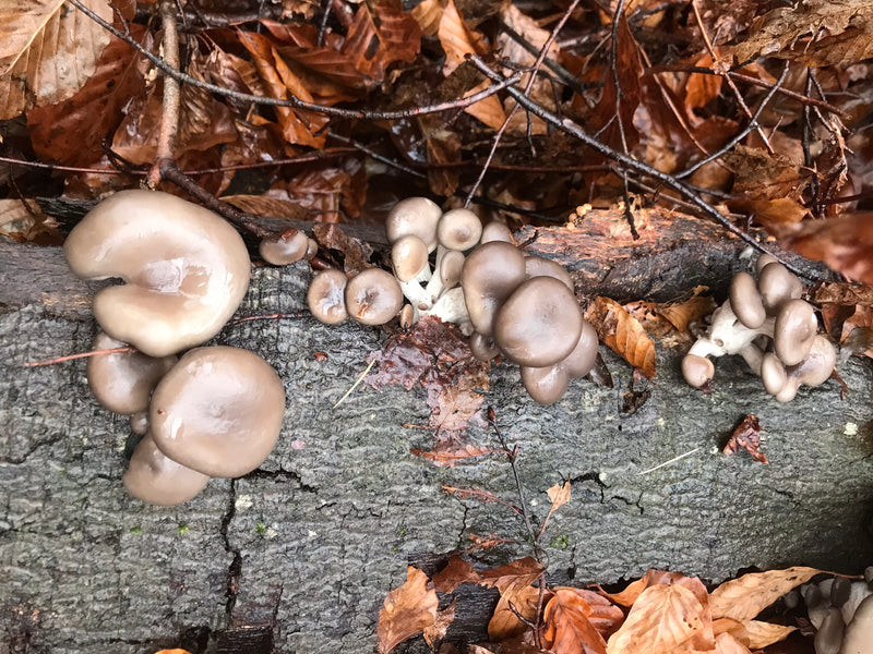 Fungo ostrica — foto 1 di 20