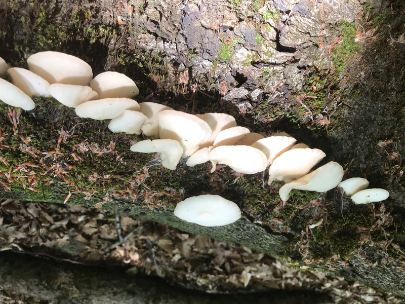 Fungo ostrica — foto 4 di 20