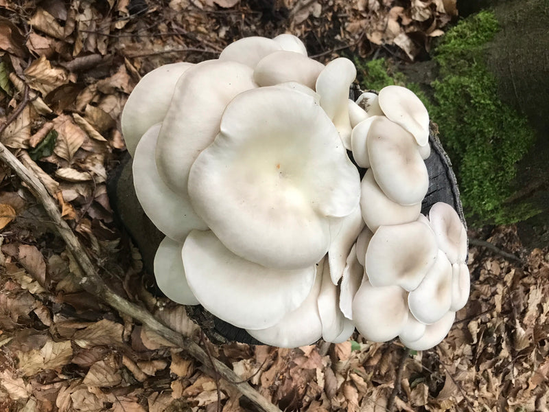 Fungo ostrica — foto 5 di 20